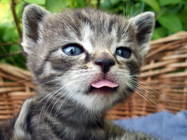 Котик с языком
