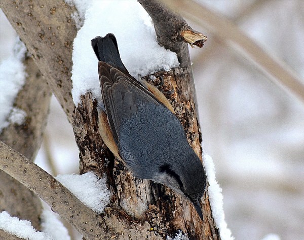 Птицы забайкальского края зимующие