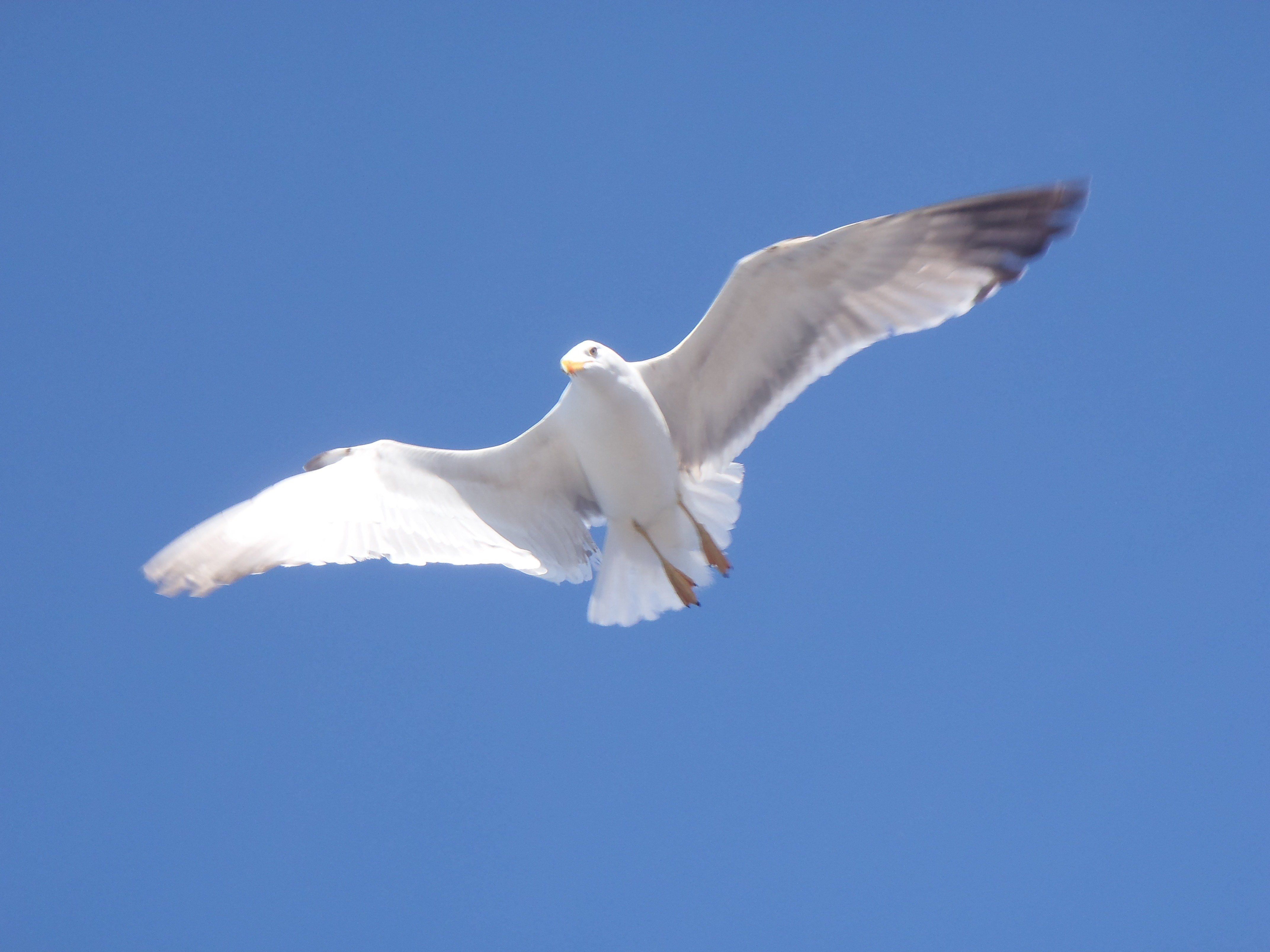 Белые птицы летят высоко. Белая Чайка Pagophila eburnea. Белоснежные птицы. Белые птицы в небе. Большая птица в небе белая.