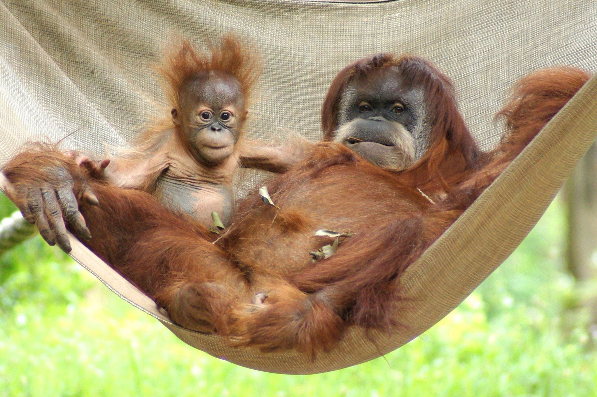 Орангутан и шимпанзе. Тапанульский орангутан. Приматы орангутанг. Обезьяна орангутан. Обезьяна орангутанг детёныш.