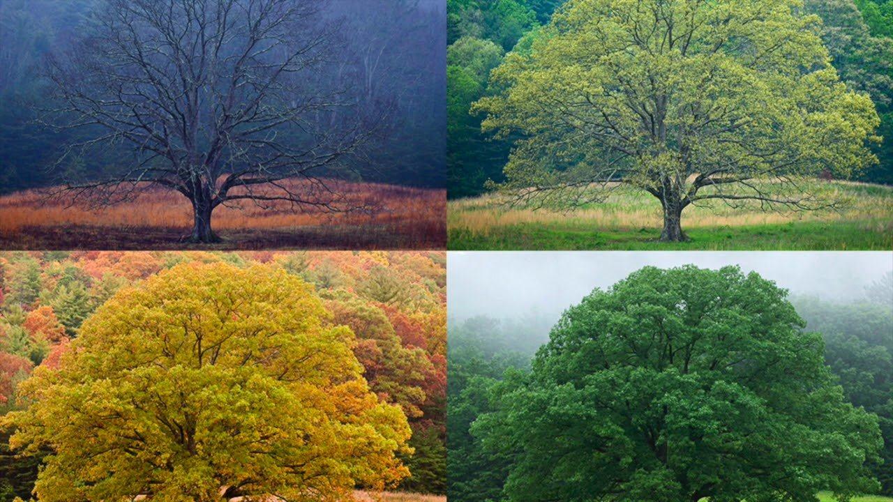 Пора года 4 букв. Дерево лето осень. Пейзаж по временам года. Дерево летом и осенью.