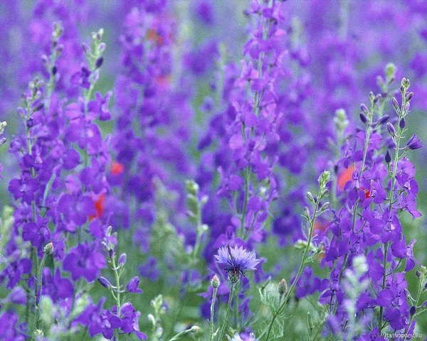 Фиолетовый цветок полевой