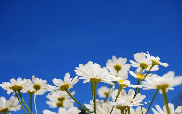 Голубое небо и цветы