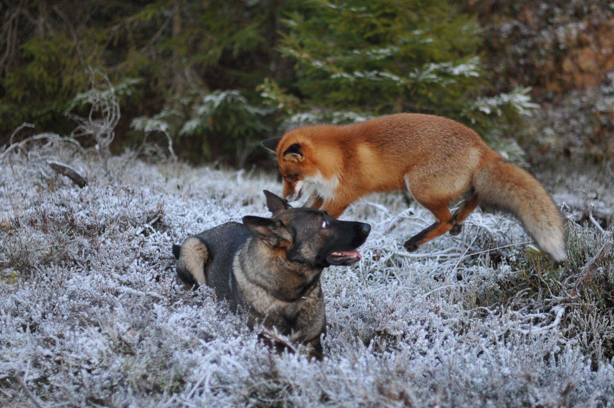 Волки лучше лис. Собака Тинни и дикий рыжий Лис сниффер. Пес Тинни и лиса сниффер. Волк и лиса. Собака лиса.