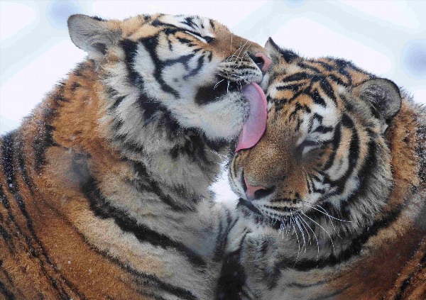Поцелуй тигрицы