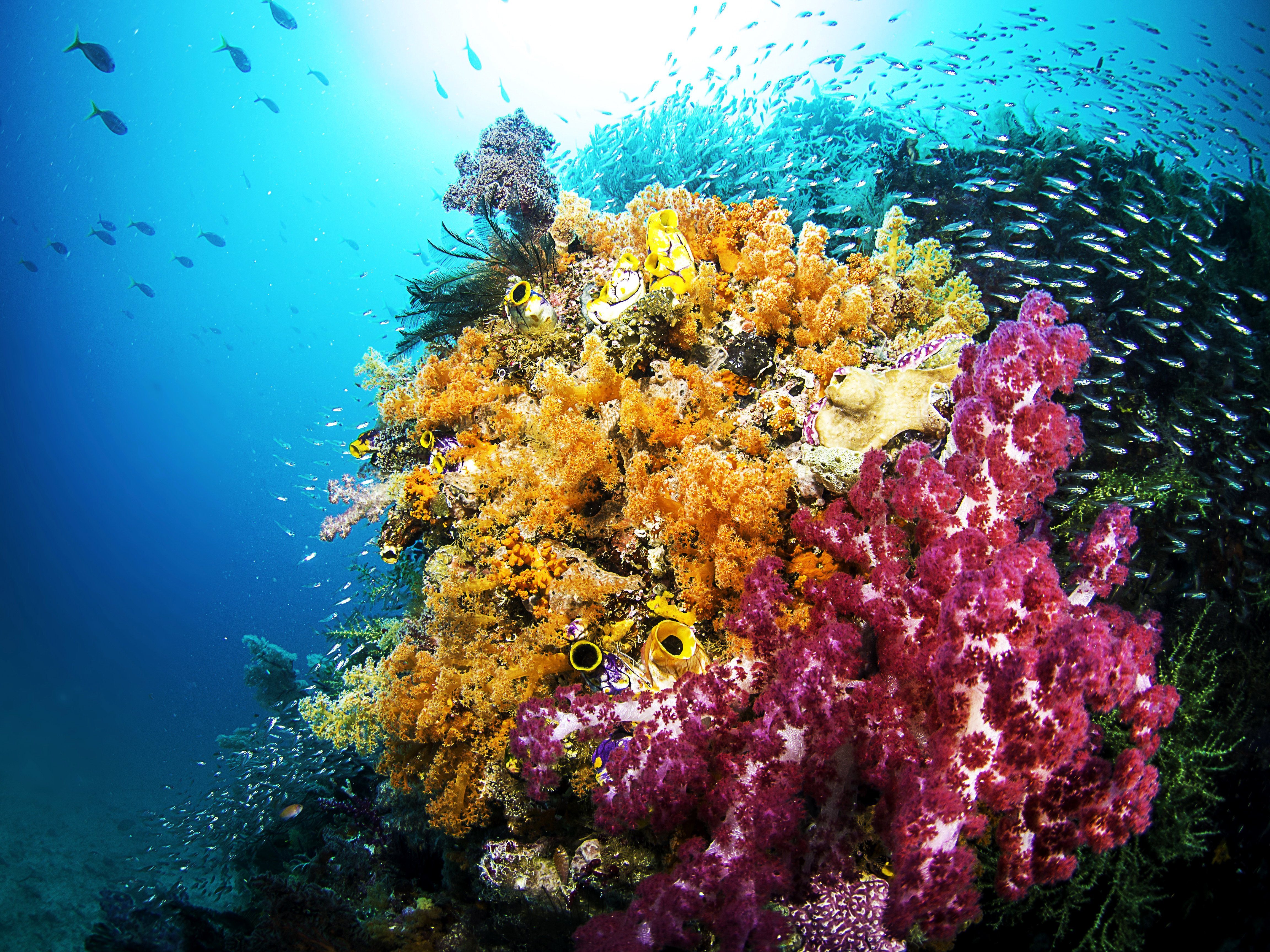 Красивые коралловые рифы