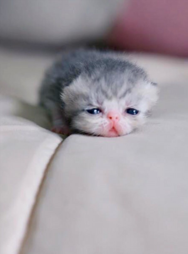 Очень милые котята до слёз