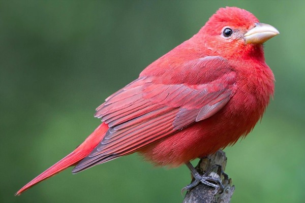 Птица красного цвета