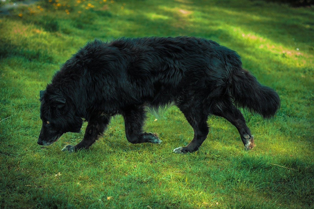 Грюнендаль. Грюнендаль (порода собак). Черная румынская овчарка. Бельгийская овчарка и лабрадор. Сон напала черная собака