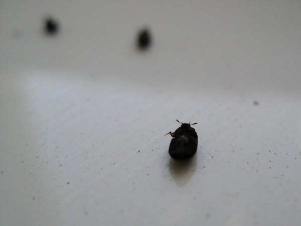 Маленькие черные насекомые в квартире