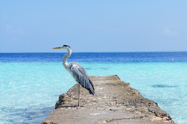 Мальдивские птицы