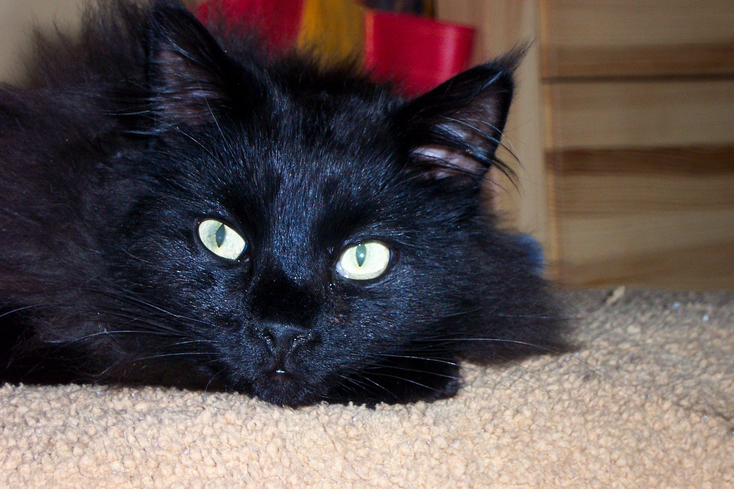 Черная кошка в доме хорошо. Бомбейская кошка пушистая. Чёрный кот. Черные коты. Кот пушистый чёрный.