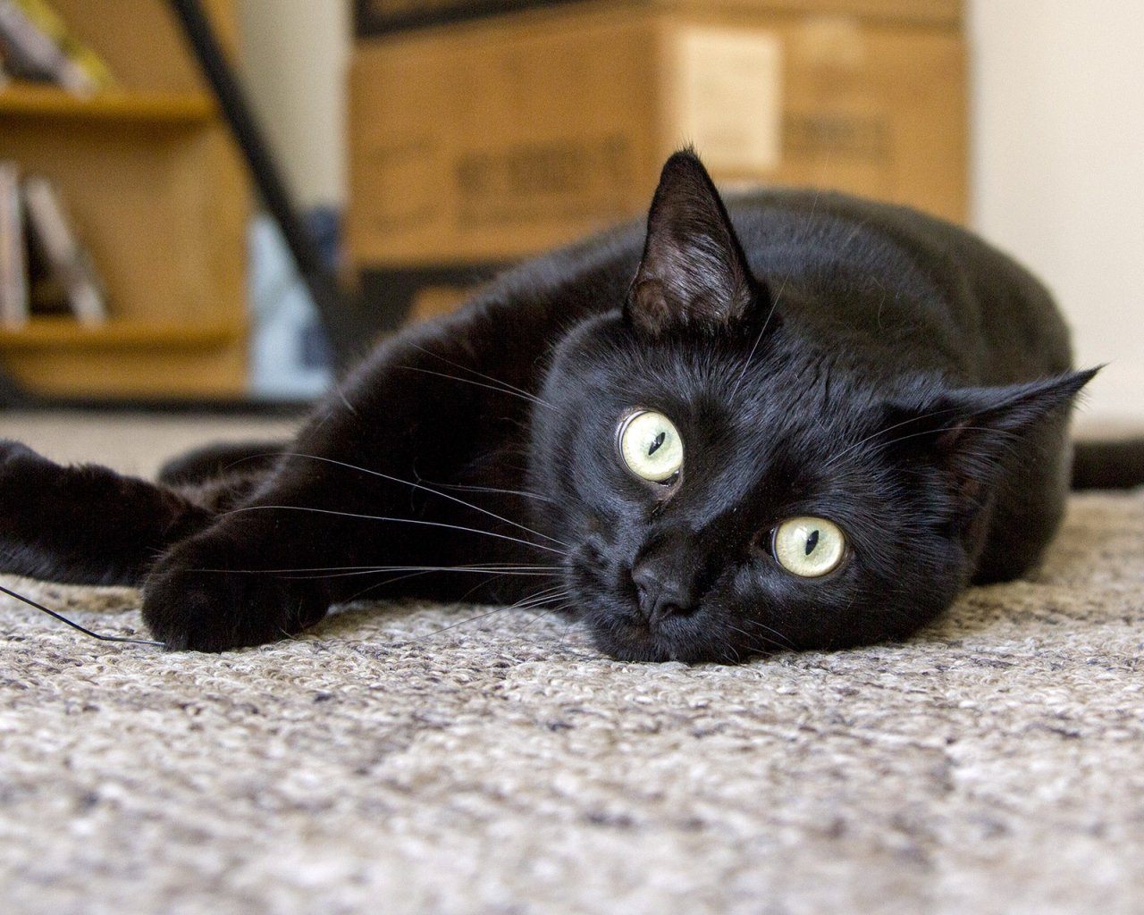 породы черных кошек с фотографиями и названиями