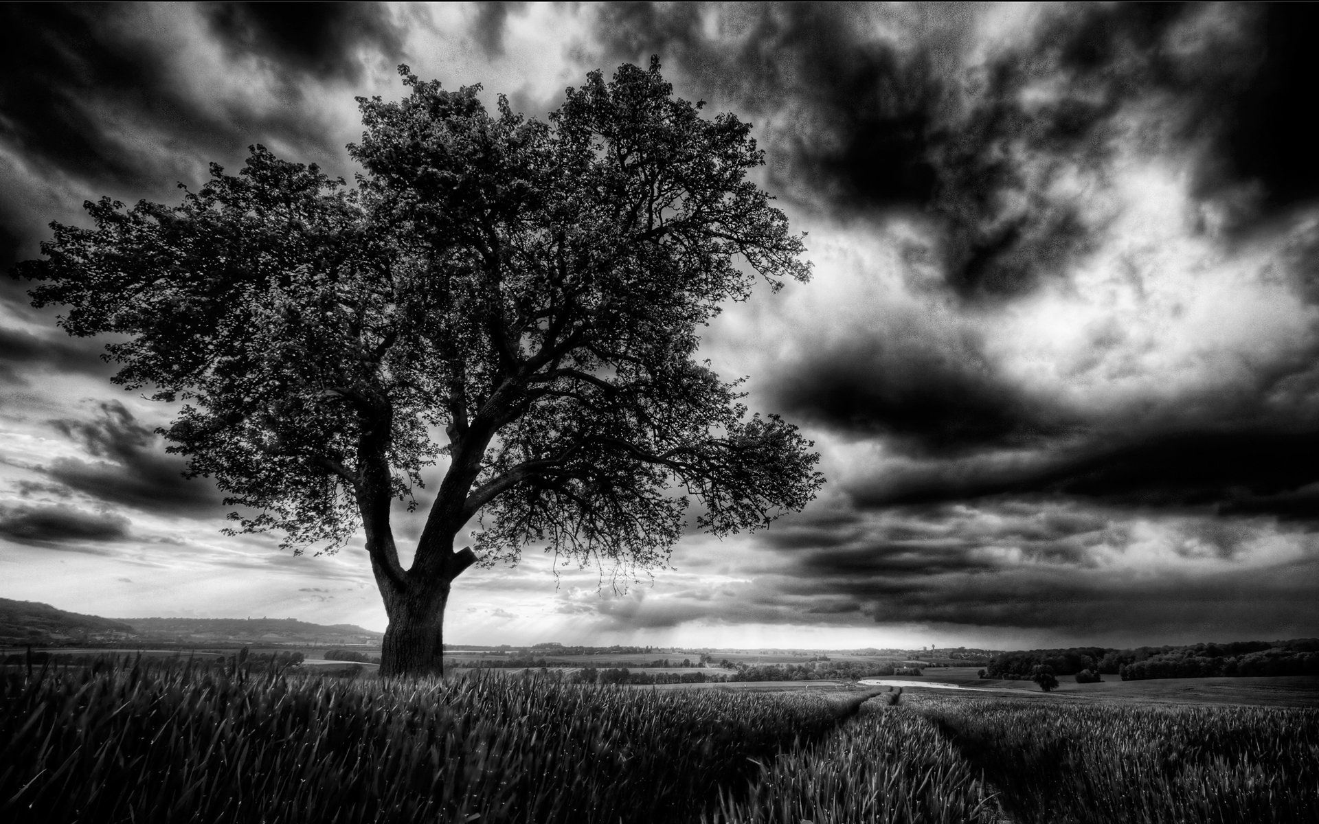 Темный грусть. Одинокое дерево. Мрачный пейзаж. Мрачное одинокое дерево. Печальный пейзаж.
