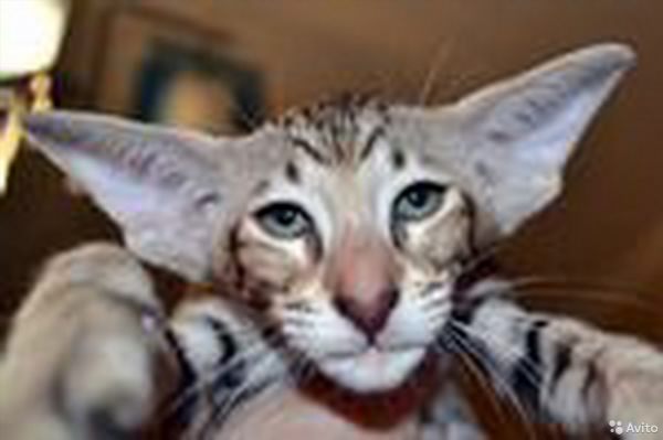 Порода кошек с большими ушами