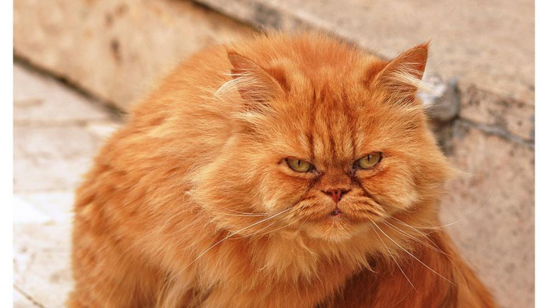 Ненавижу рыжих. Наглая рыжая морда. Наглый рыжий кот. Наглая рыжая морда кота. Наглые рыжие коты.