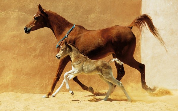 Арабский конь