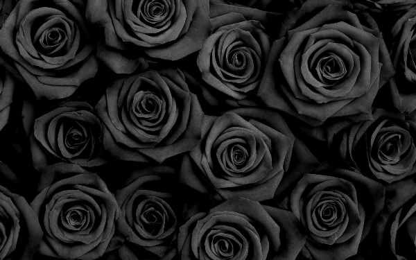 Черные розы обои