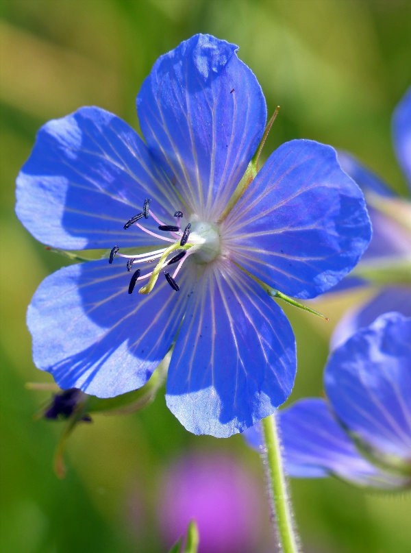 Полевые цветы синего цвета