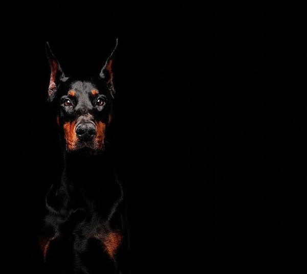 Собаки на черном фоне