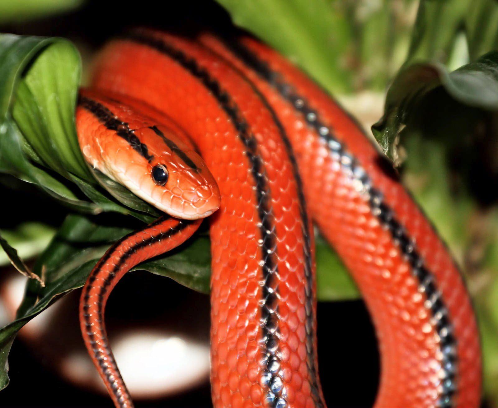 Красно желтая змея. Змея маисовый полоз оранжевый. Полоз маисовый Red. Красная куфия змея. Красный полоз змея.
