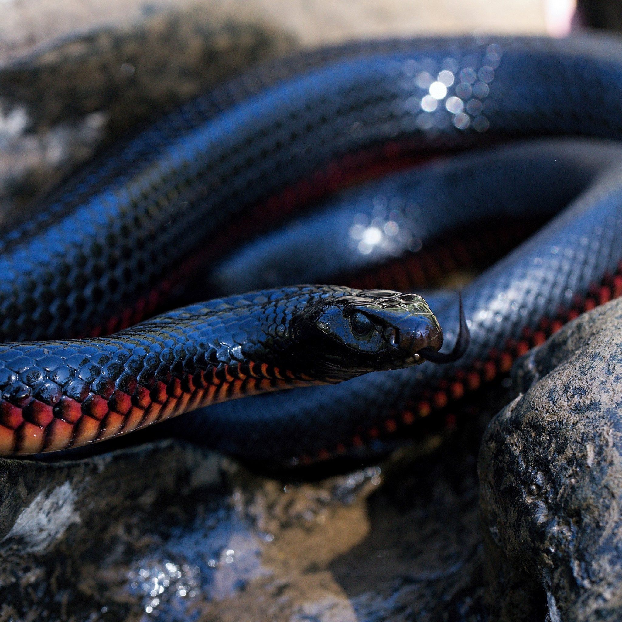 фото красных змей