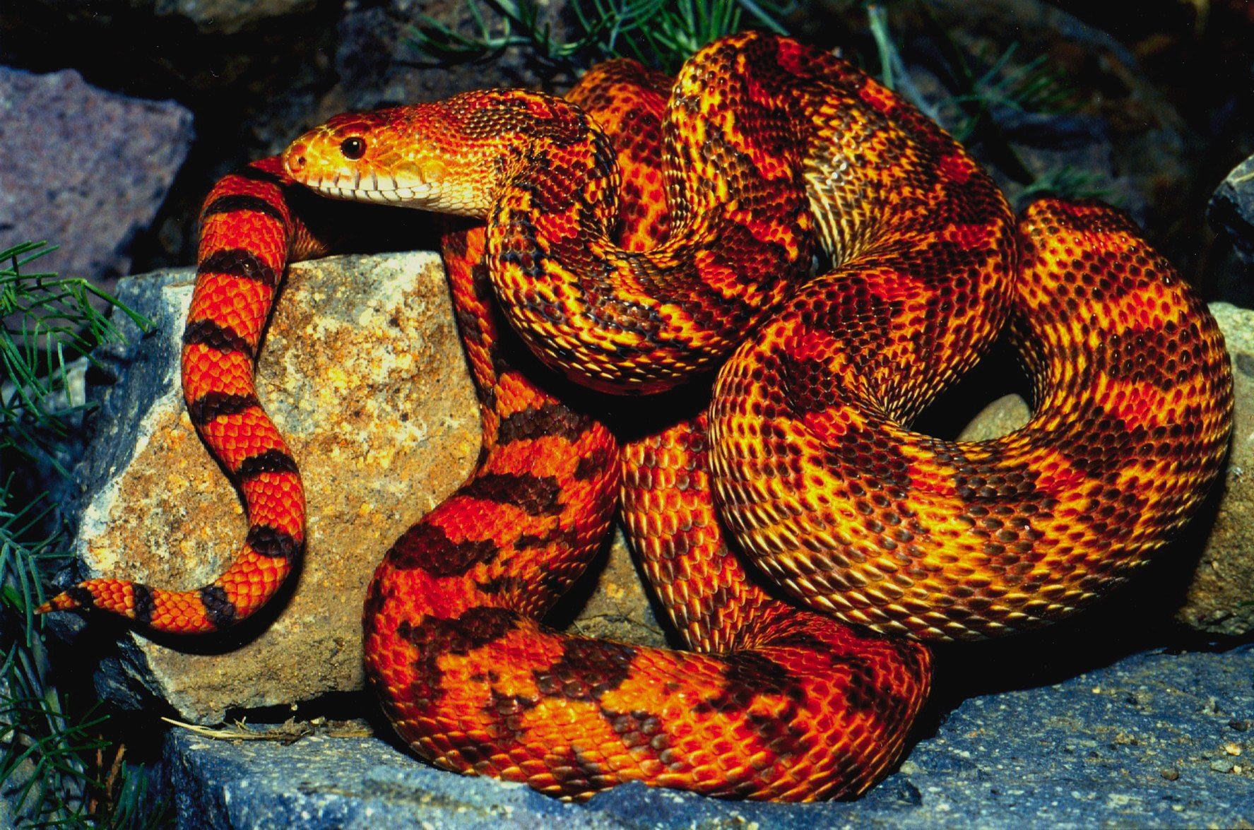 Красно желтая змея. Арлекиновый коралловый Аспид. Краснобрюхий полоз. Змея маисовый полоз оранжевый. Краснобрюхий Аспид.