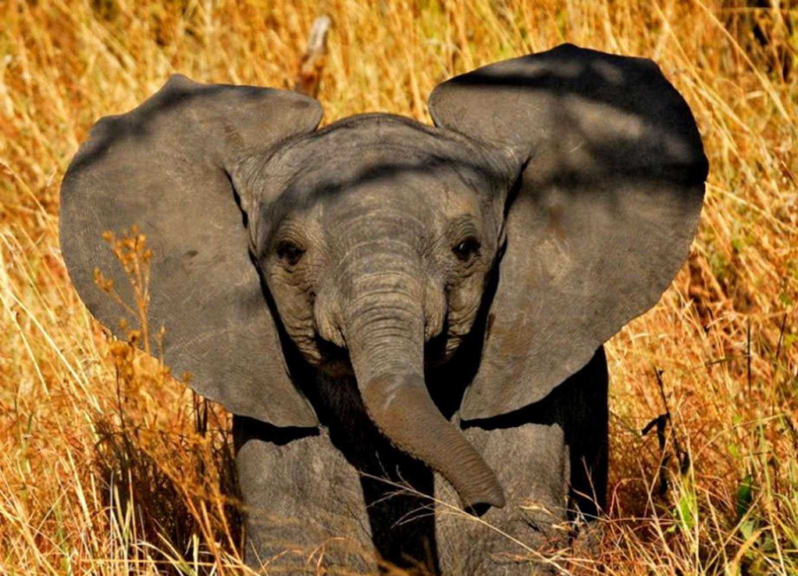 Elephant present. Слоны животные полезные. Веселые мелки/Слоненок. Yala Elephant.