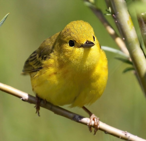 Маленькая желтая птичка