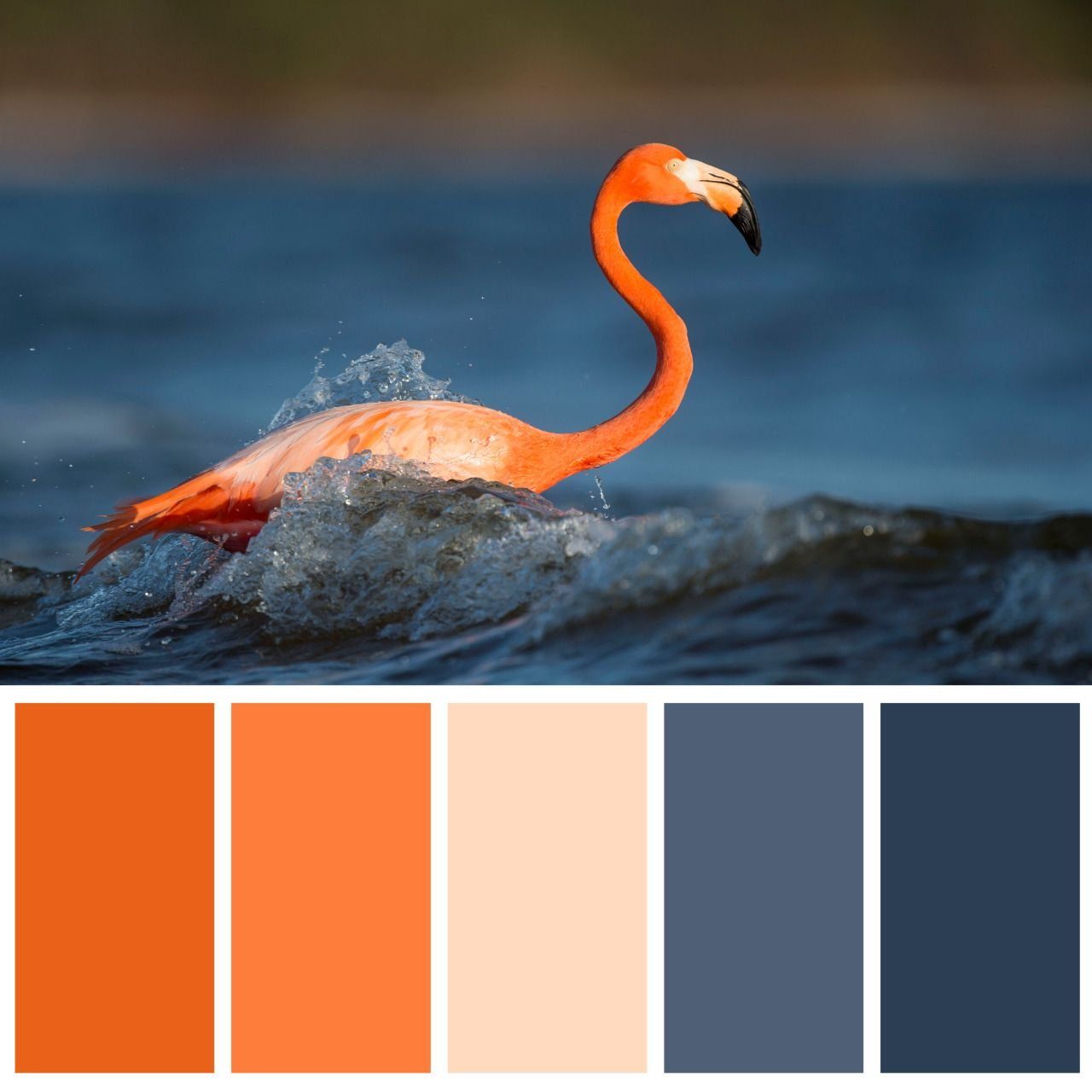 Оранжевый цвет по другому. Цветовые сочетания. Сочетание оранжевого цвета. Сочетание цветов с оранжевым. Цветовая палитра контрастная.