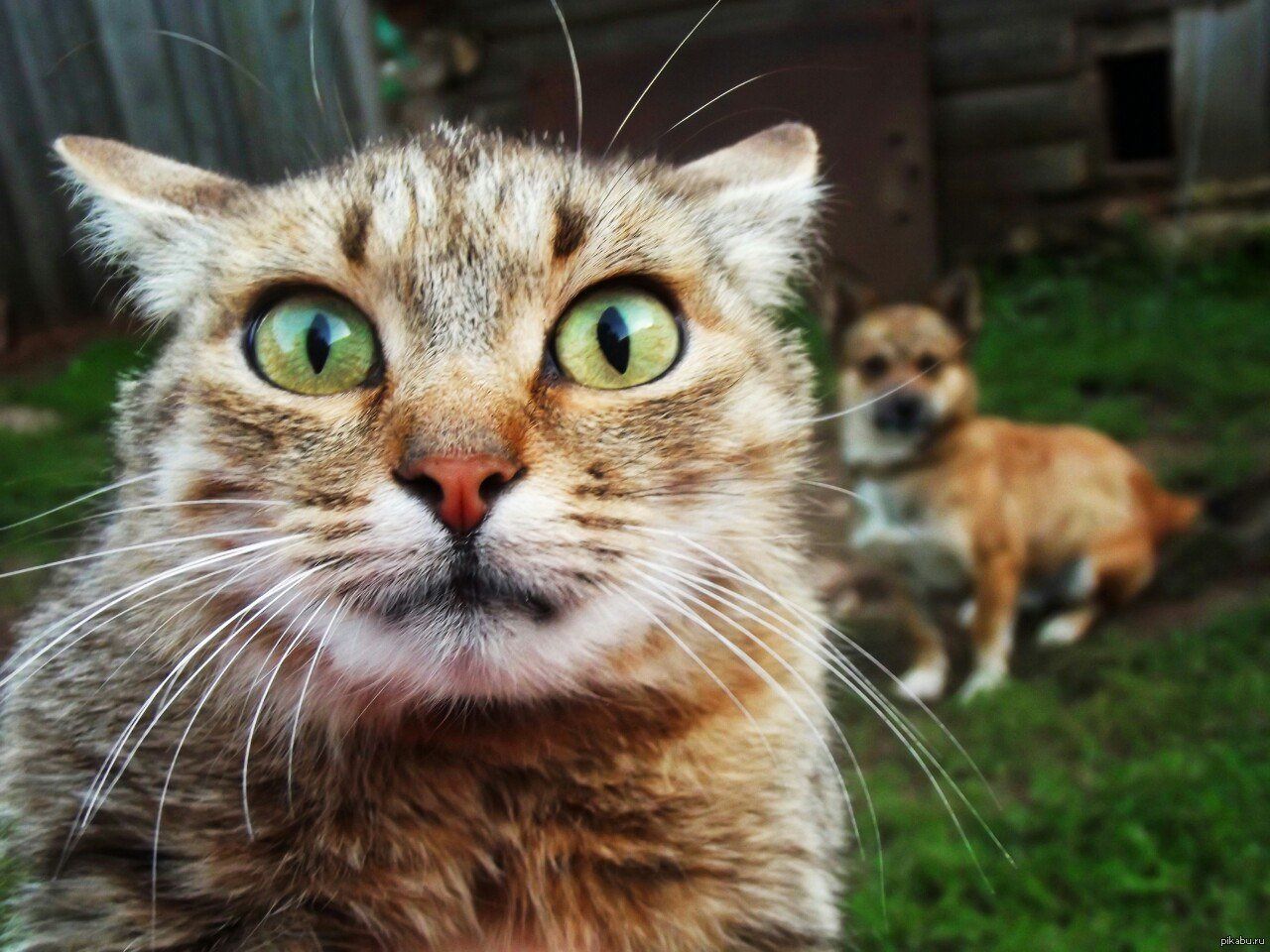 фото удивленных котят