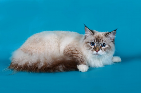 Невская маскарадная кошка короткошерстная
