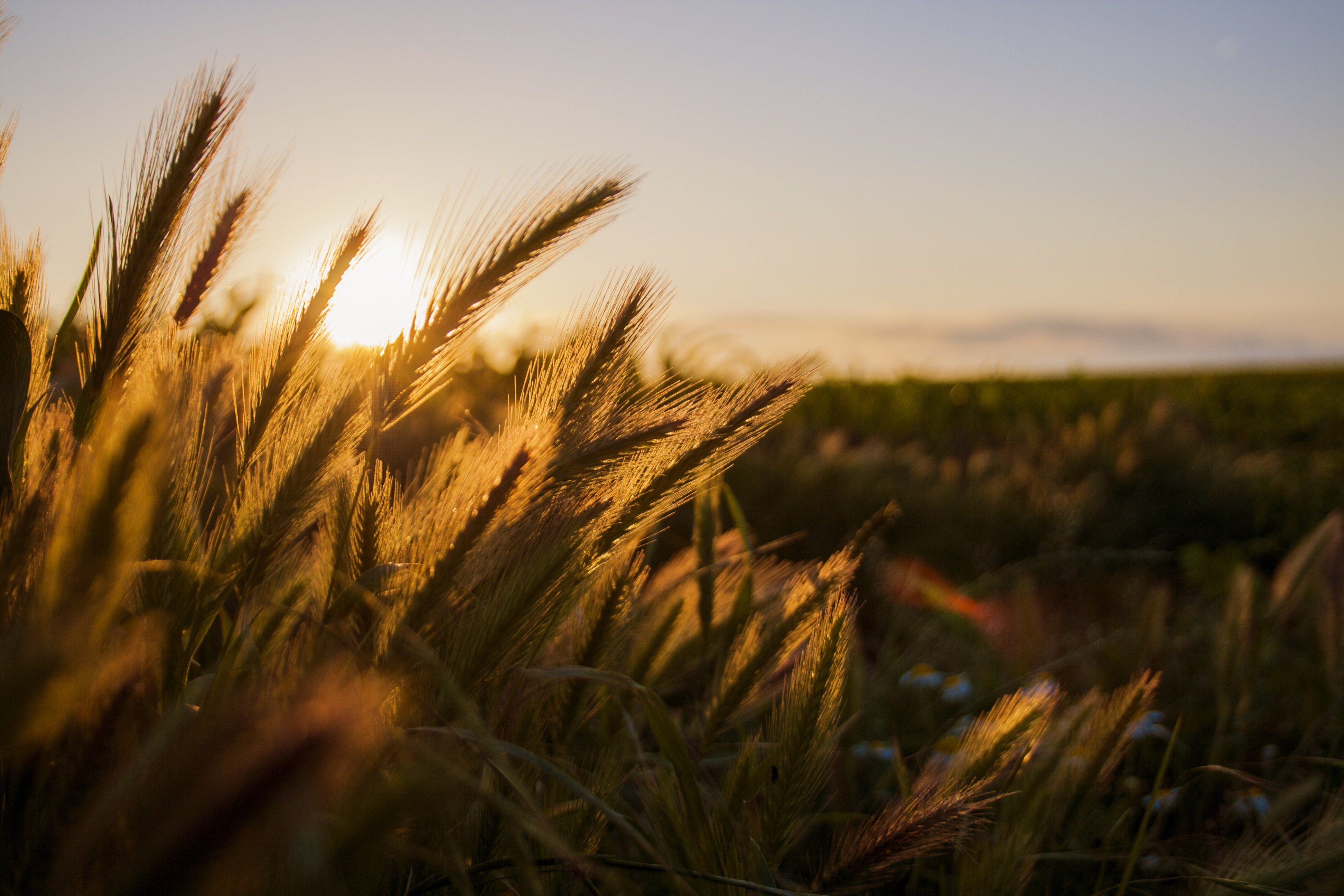 Поле жито. Хлебные поля Краснодарского края. Поле пшеницы. Поле с колосьями. Колосья пшеницы.