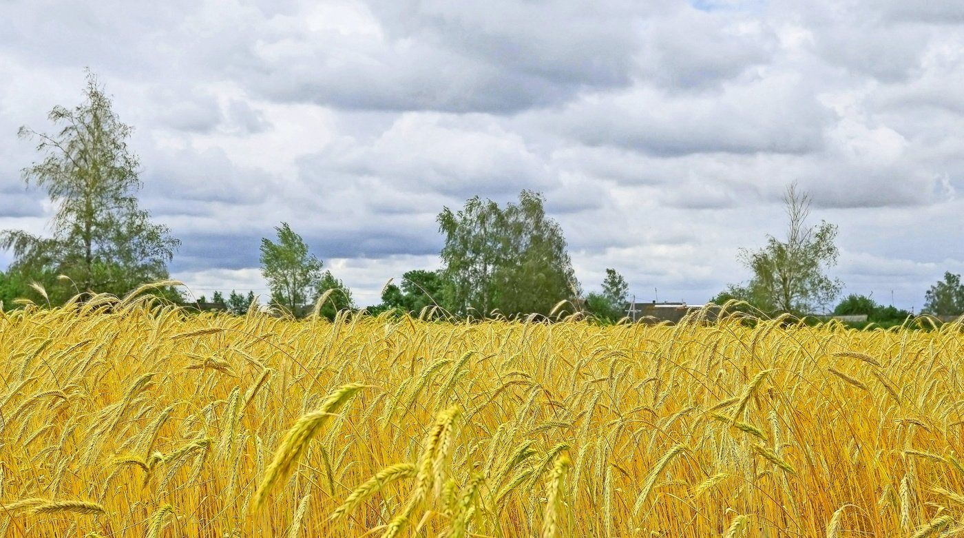 Село пшеничное