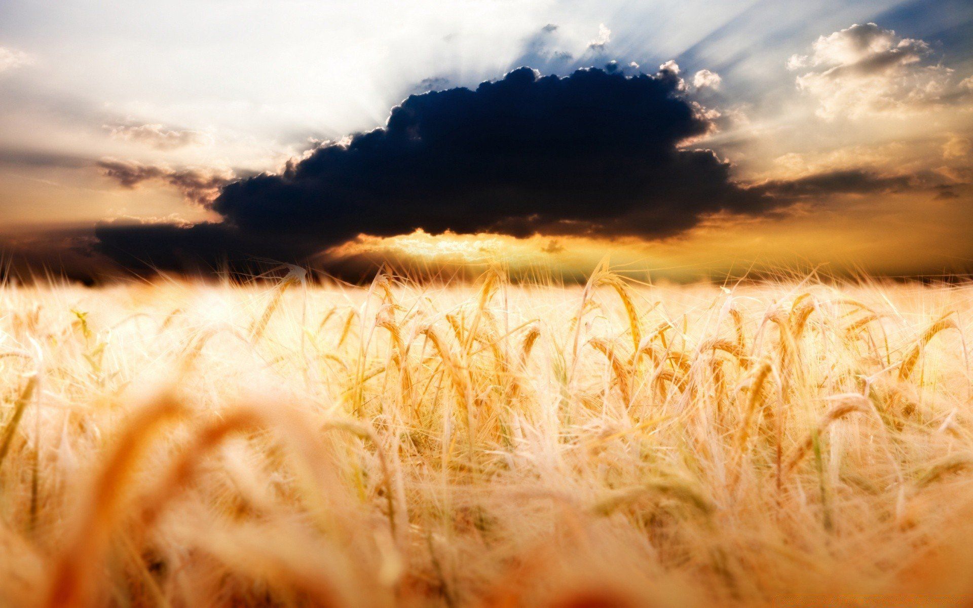 Поле жито. Поле пшеницы. Поле ржи. Красивое поле. Фон поле.