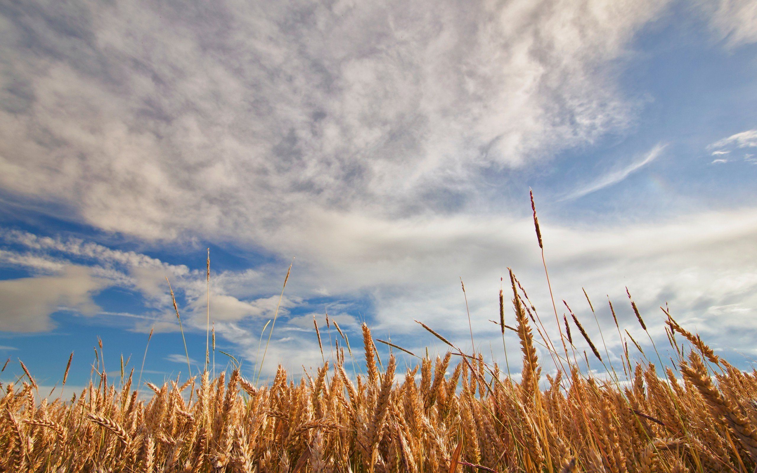 Жито рядом. Пшеничное поле Кисловодск. Поле с колосками. Красивое поле пшеницы. Пейзаж пшеничное поле.