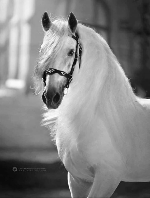 Лошадь черно белая