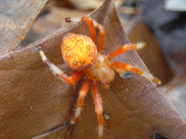 Оранжевый паук