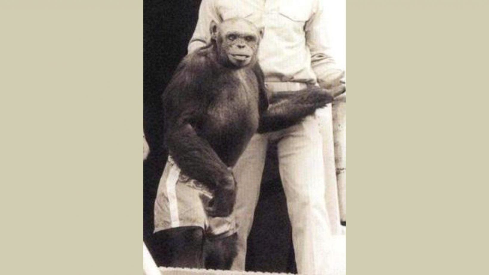 Скрещивание людей дети. Шимпанзе Оливер Получеловек. Гибрид человека и обезьяны найденный в джунглях Бразилии 1937.