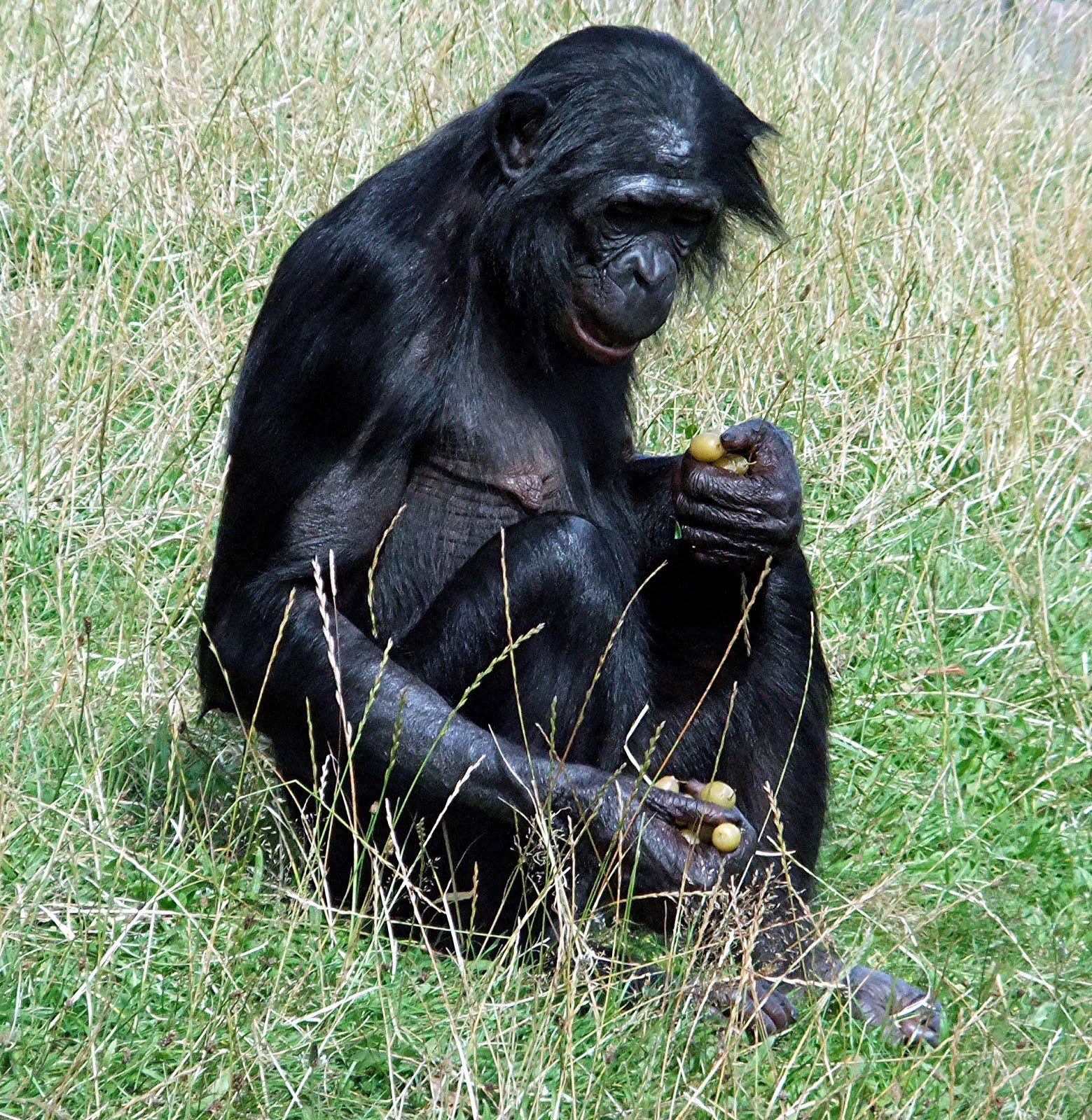 Какашки обезьян. Бонобо обезьяна. Шимпанзе бонобо. Самка бонобо. Горилла бонобо.