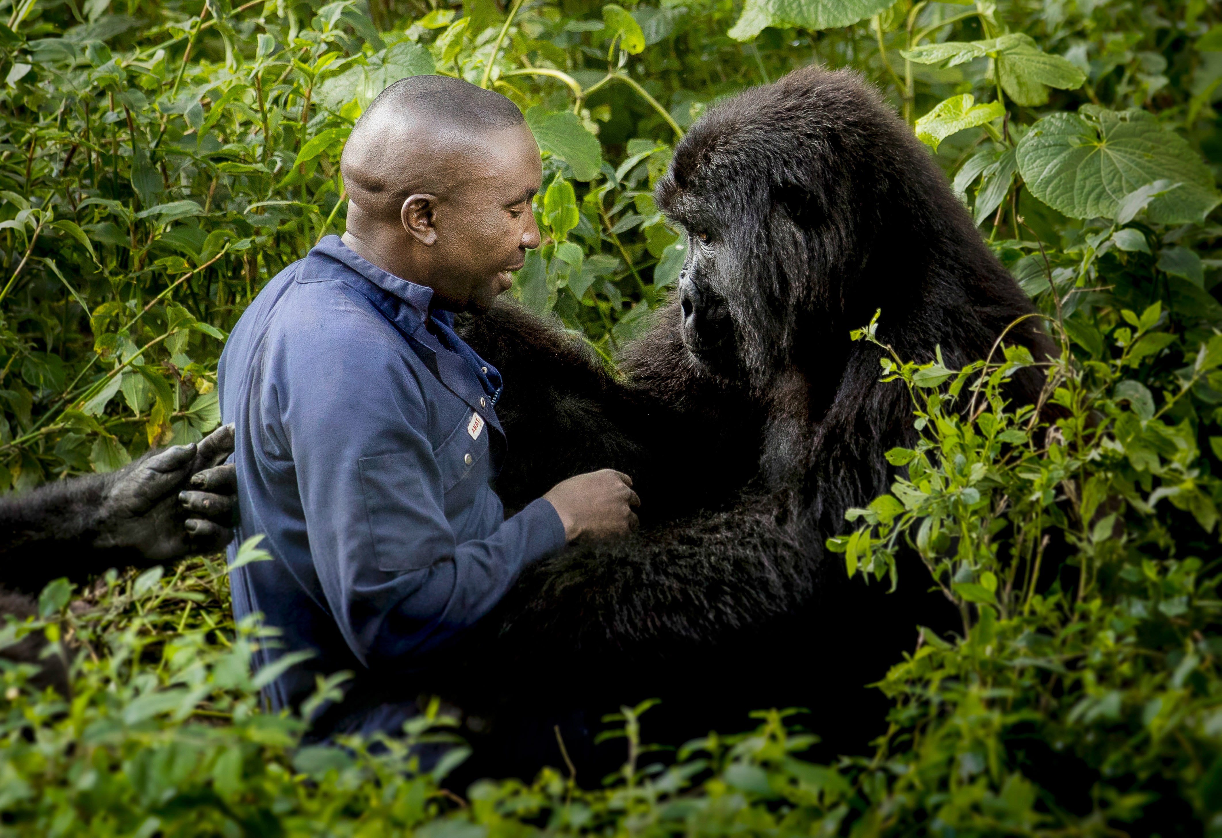Тетя горилла если хотите стать сильными детки. Горилла в Конго Брент Стиртон 2007. "Горилла в Конго", Брент Стиртон,. Конго горилла 2018.