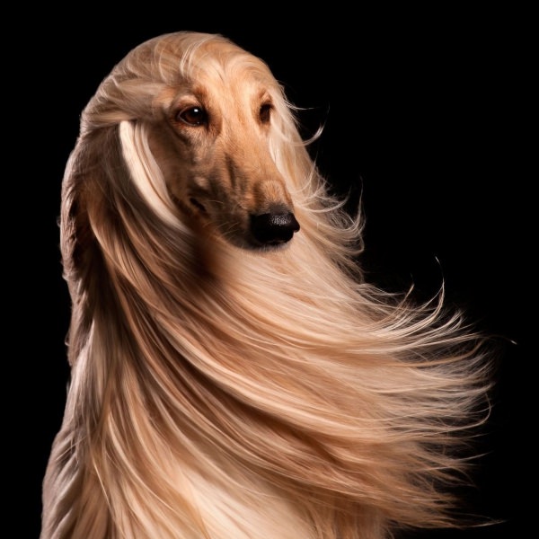 Собака с длинными волосами