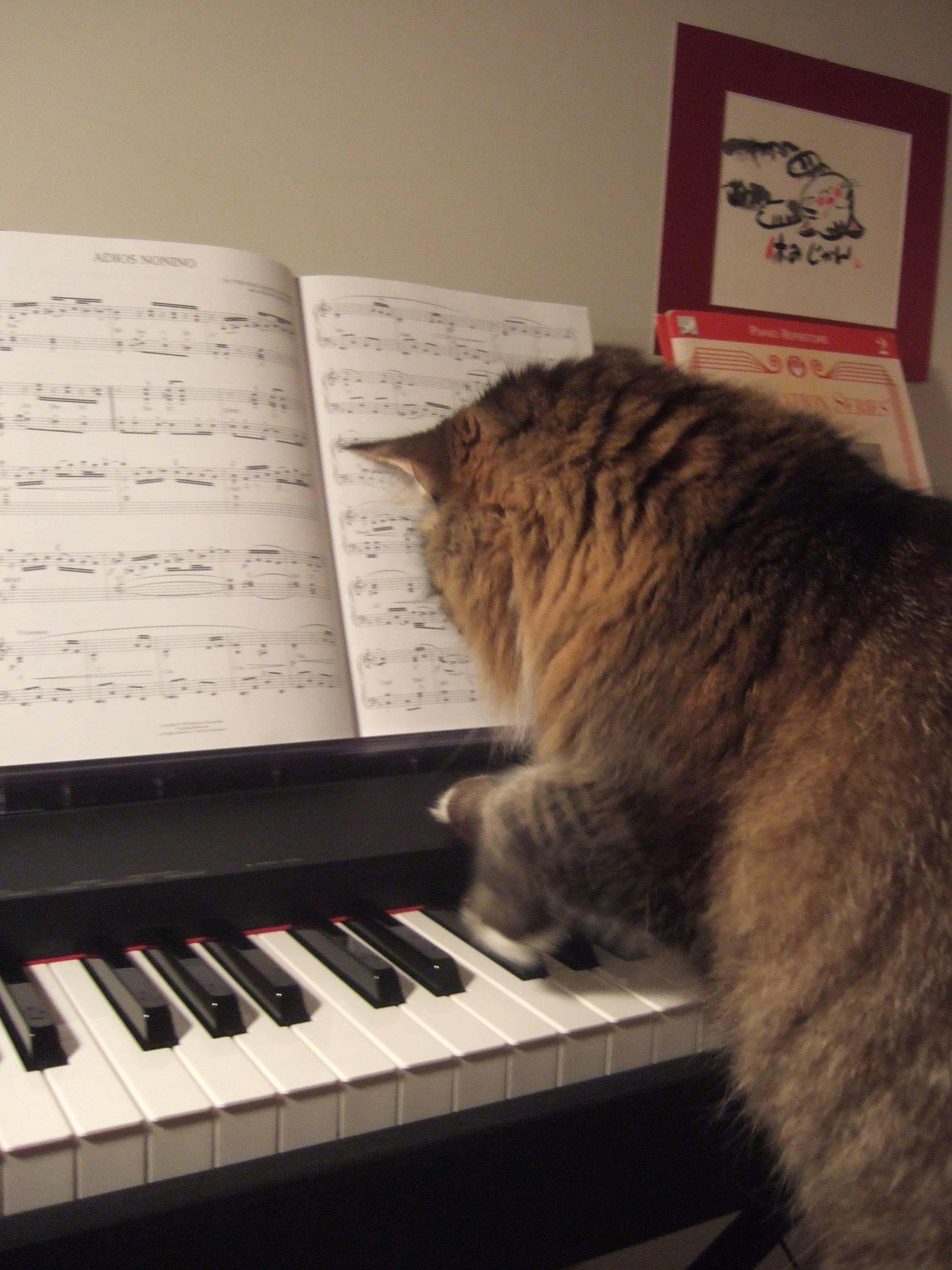 Музыкальных кошечек. Кот на пианино. Кошка на пианино. Пианино «котёнок». Музыкальный кот.