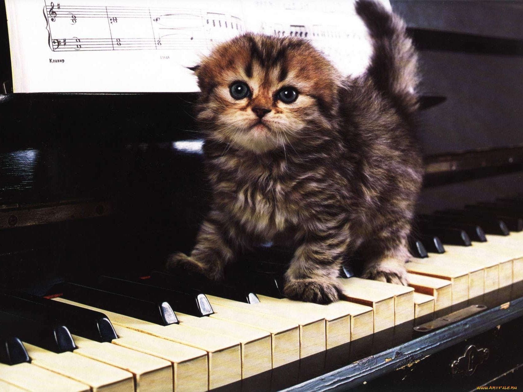 Песня кота на пианино. Пианино «котёнок». Музыкальные коты. Кот на пианино. Кот за роялем.