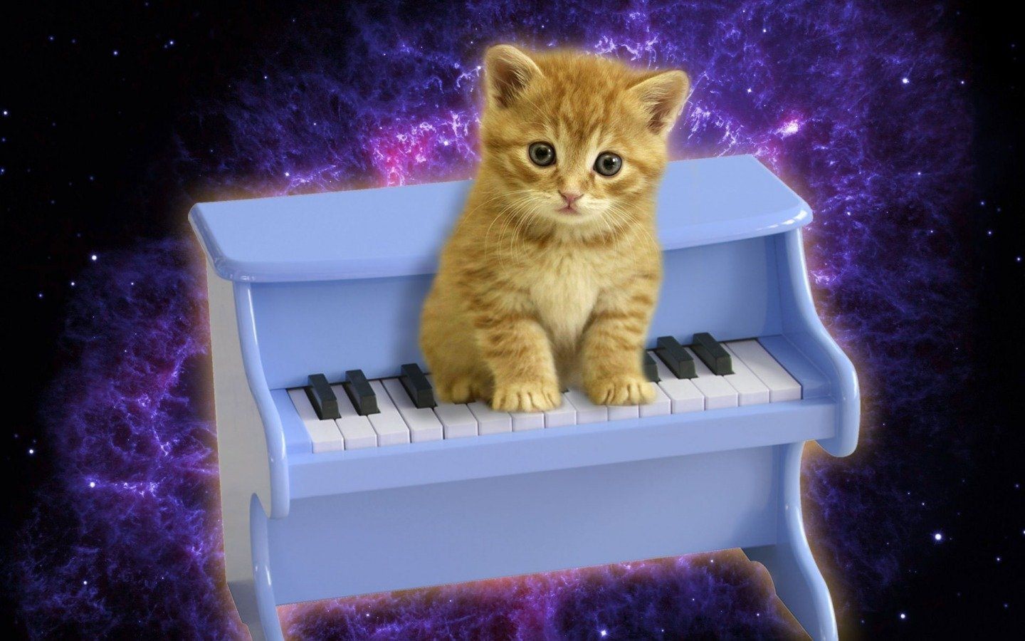 Песня кота на пианино. Кот на пианино. Кошка на пианино. Пианино «котёнок». Рояль для котят.