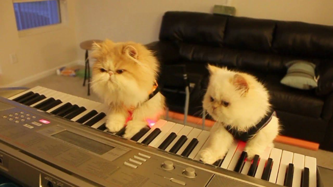 Песни с котами видео. Кот на синтезаторе. Кот на пианино. Кот-музыкант. Музыкальная кошка.