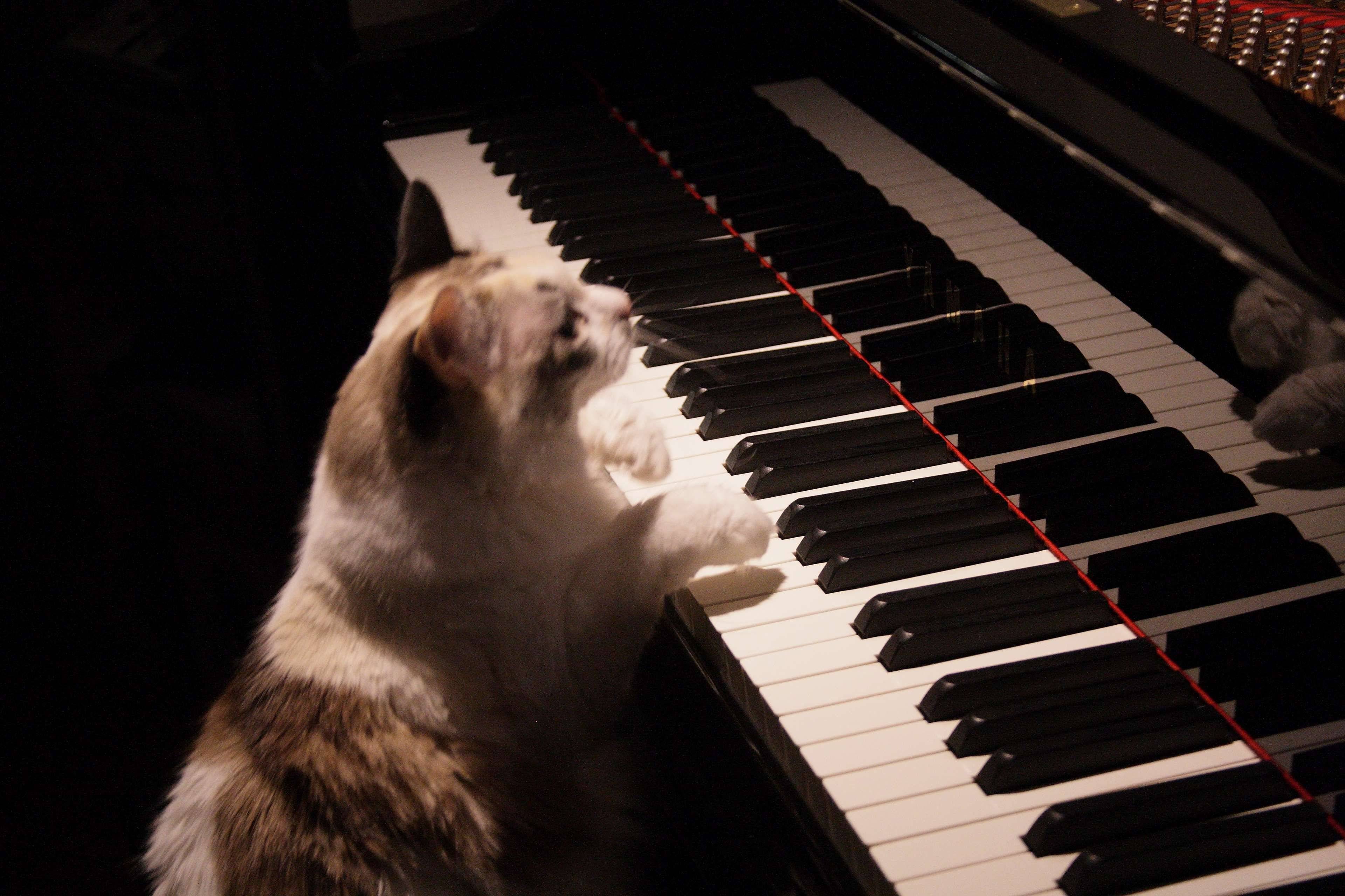 Песня кота на пианино. Кот пианист Фатсо. Кот на пианино. Котик на пианино. Животные за роялем.
