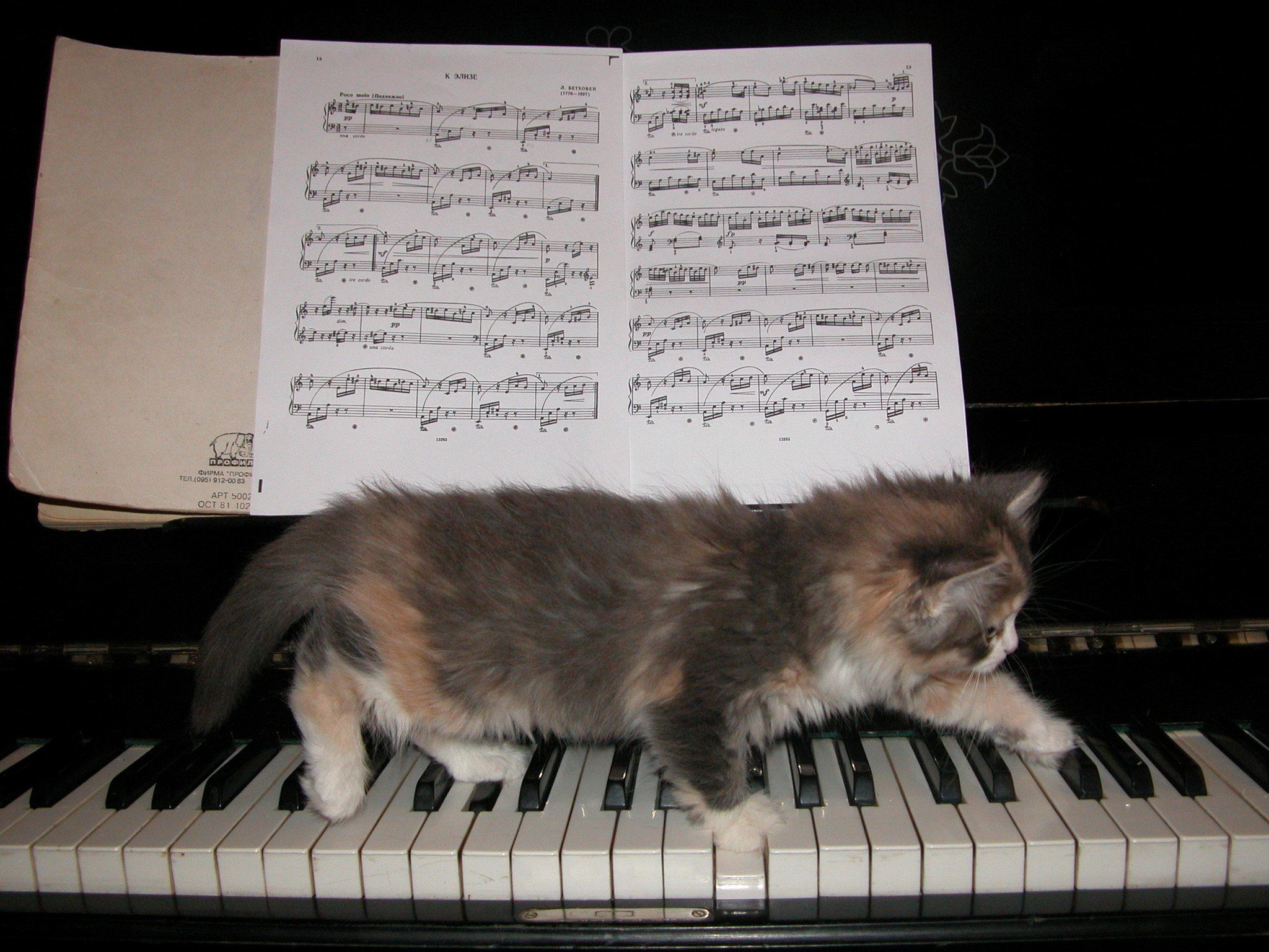 Музыка про кошек