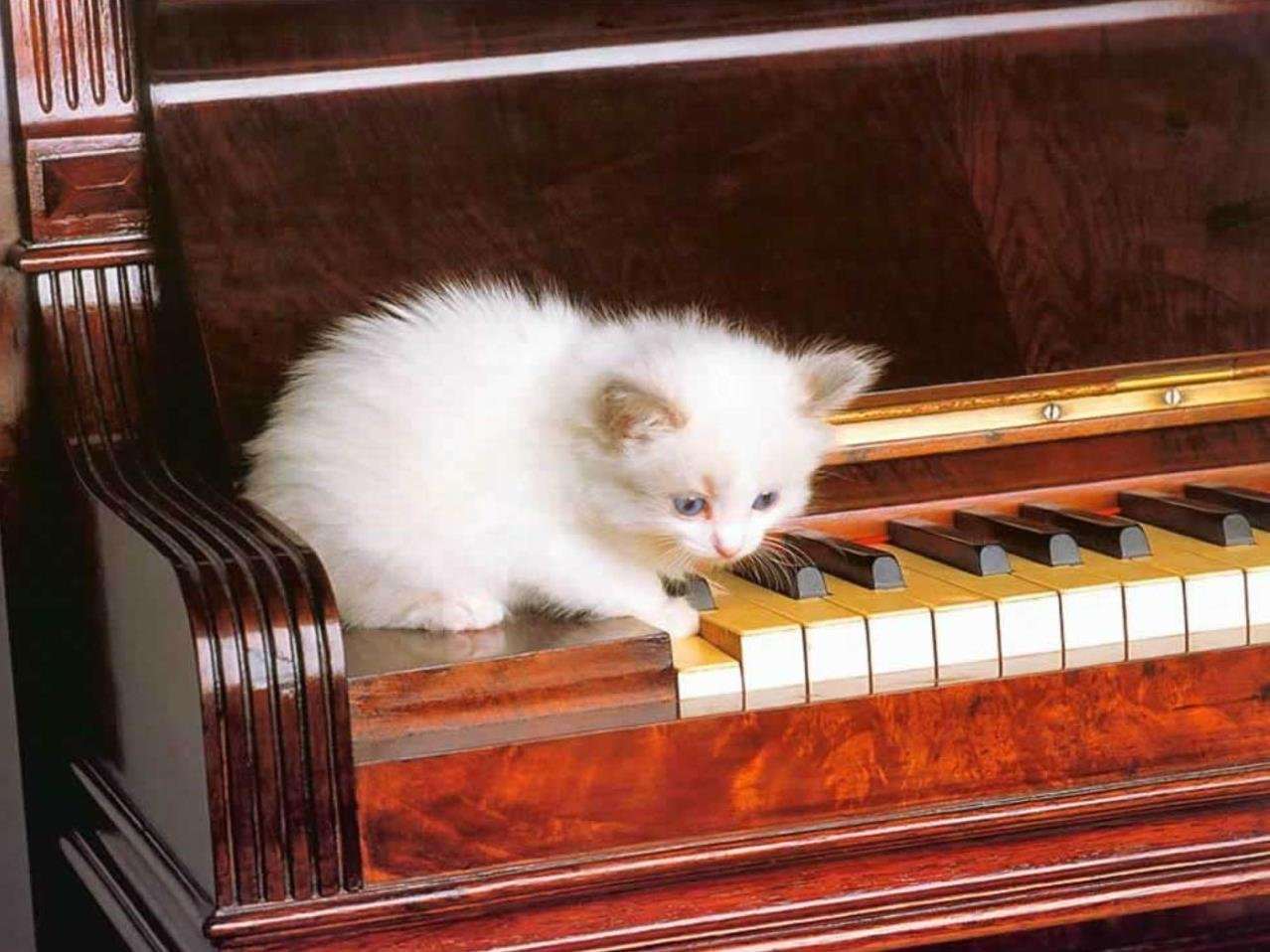 Кота музыкальные инструменты. Кот на рояле. Кот на пианино. Котики с музыкальными инструментами. Животные с музыкальными инструментами.