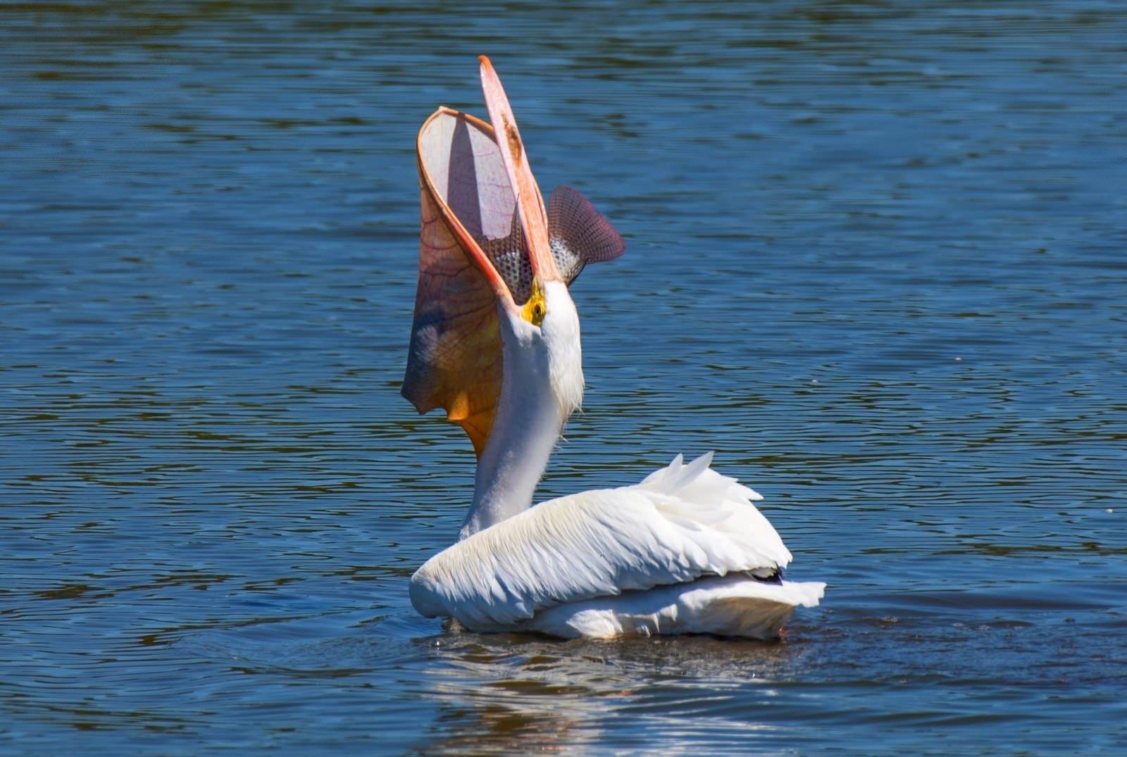 Пеликан ловит рыбу. Рыба Пеликан. Розовый Пеликан ест рыбу. Пеликан птица. Пеликан мешконос птица.